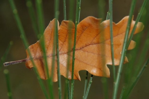 feuille-de-chene-emprisionnee-af.JPG