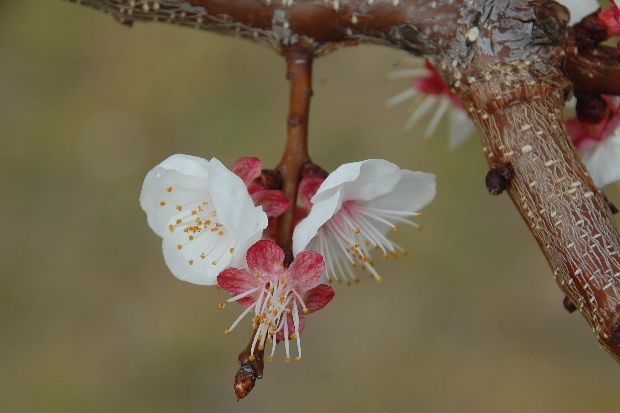 fleur-abrico-12f.JPG
