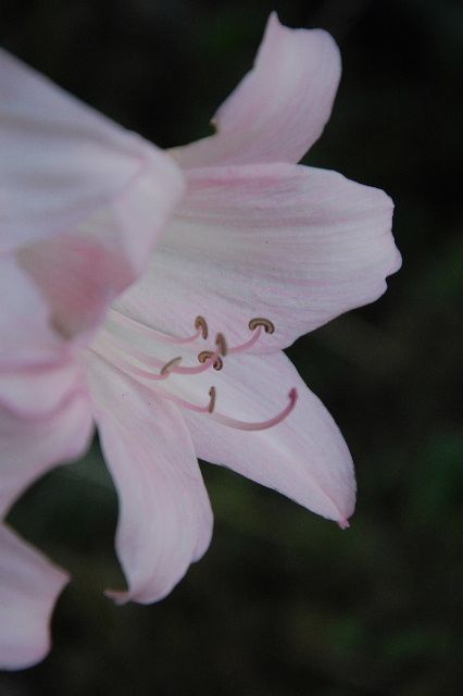 amaryllis13a.JPG