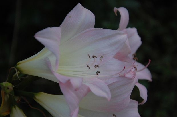 amaryllis13b.JPG