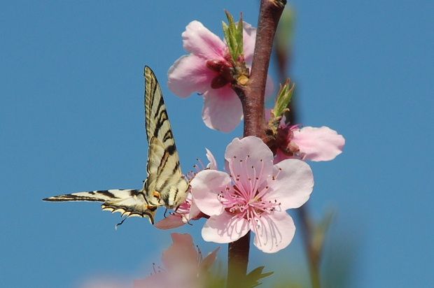 fleurs-peche-et-papillon-p.JPG