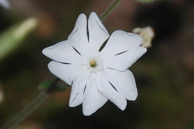 fleur-blanche-et-sauterelle-e.JPG