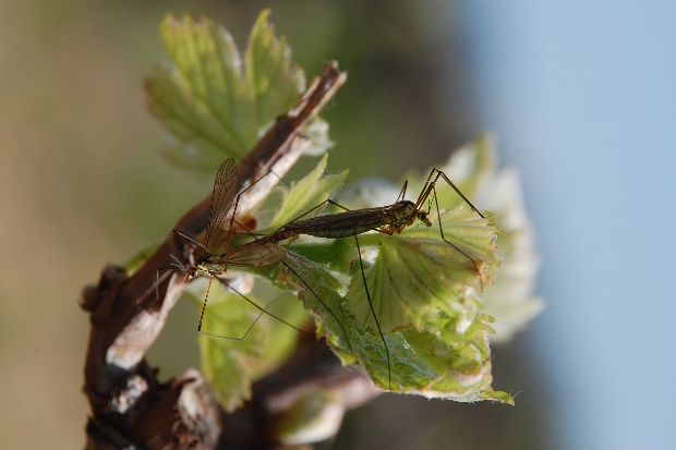 amour-dans-la-vigne-2011-a.JPG