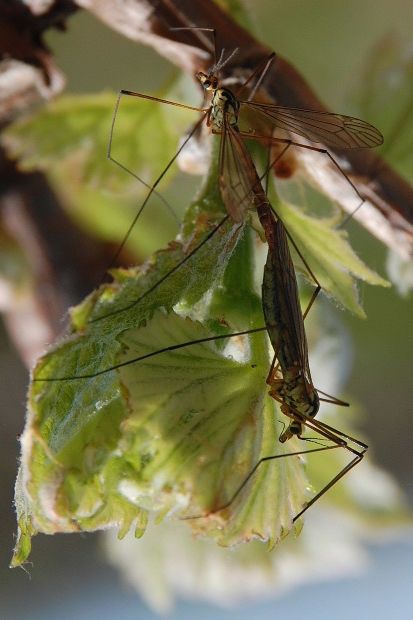 amour-dans-la-vigne-2011-aa.JPG