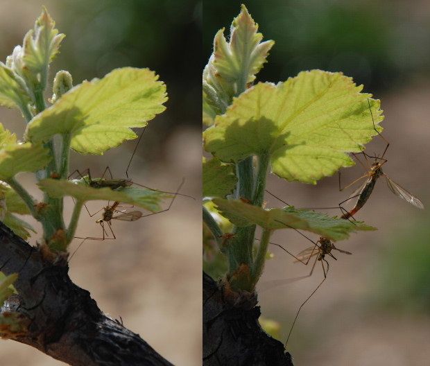 amour-dans-la-vigne-2011-b.JPG