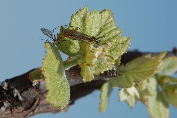 amour dans la vigne 2011 g