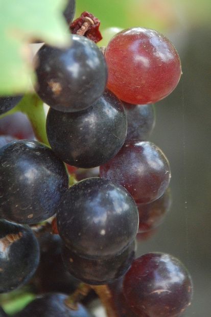 vigne-3911-f.JPG