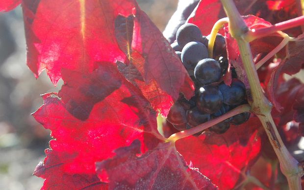 vigne13a.JPG