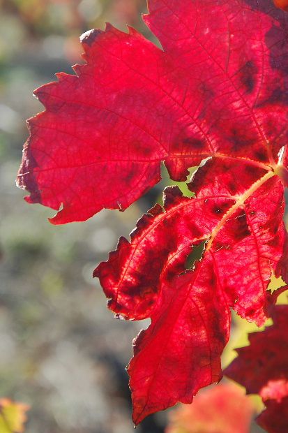 vigne13b.JPG