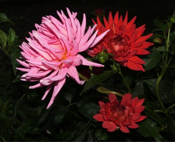 3-dahlias.jpg