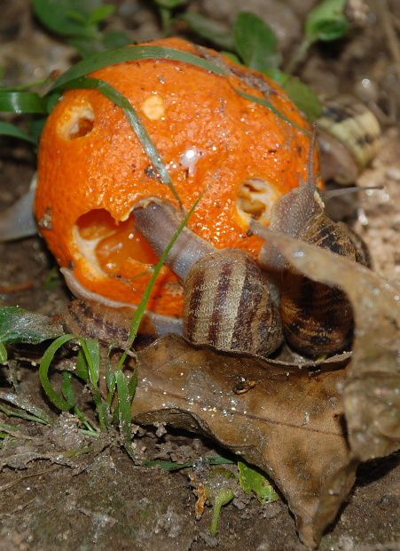 escargot-et-mandarine-3.JPG