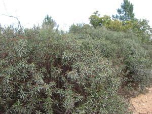 2008-01-31-Tanneron-005.JPG