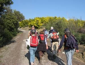 2008-01-31-Tanneron-020.JPG
