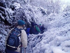2008-01-31-Tanneron-025.JPG