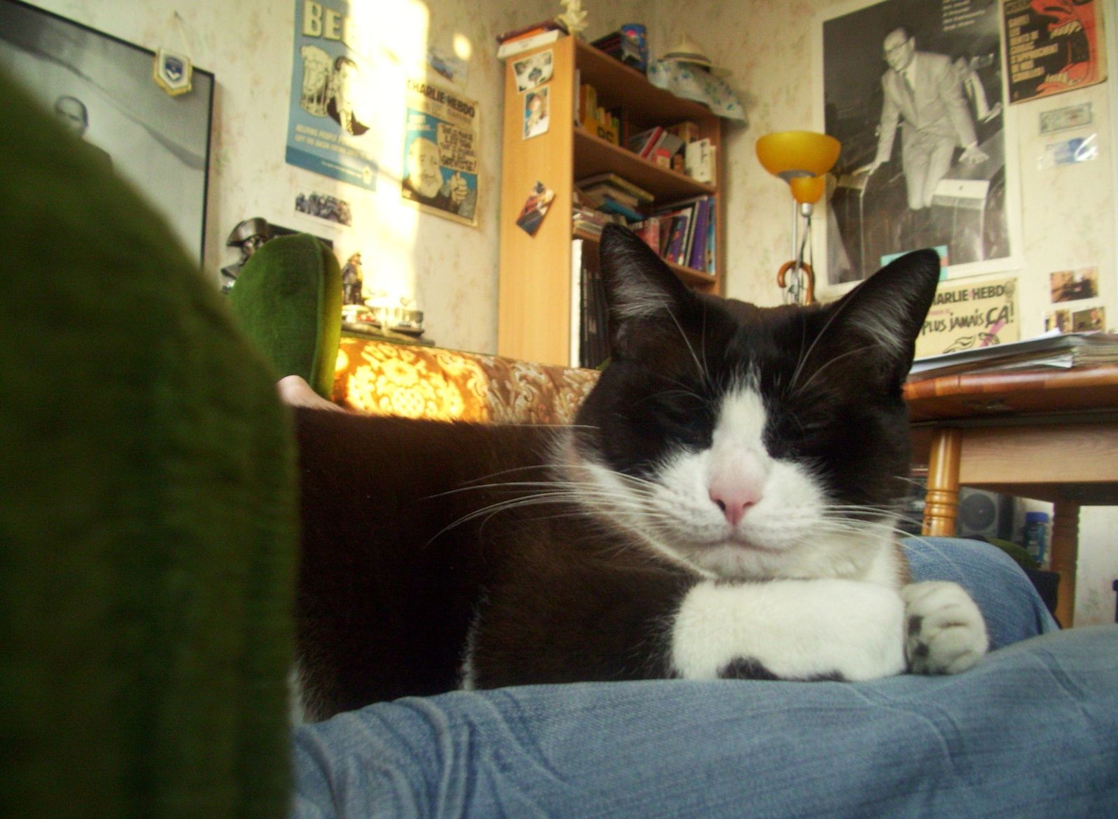 Gaston-dort-sur-mes-jambes.JPG
