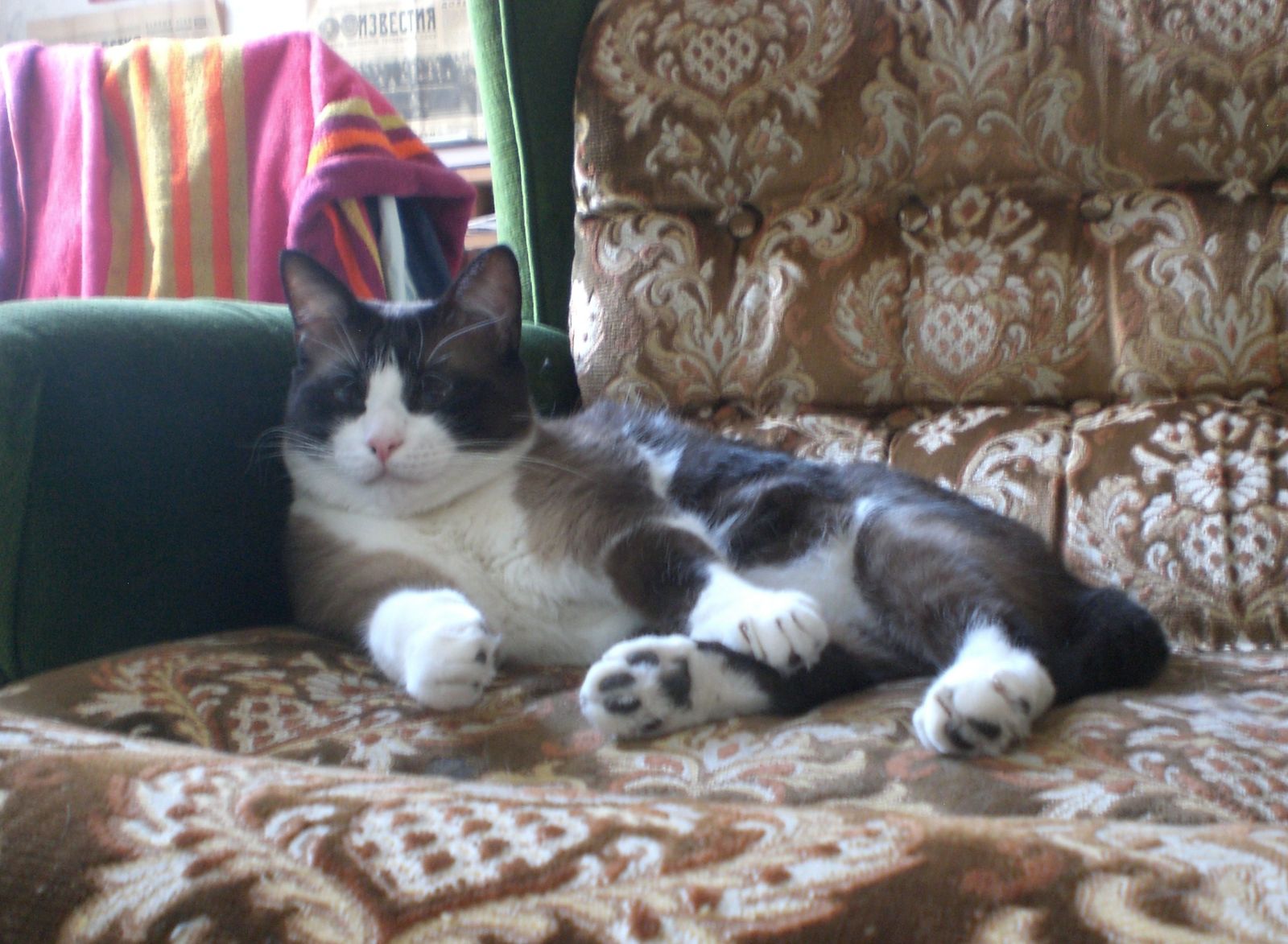 Gaston-pate-fauteuil.JPG