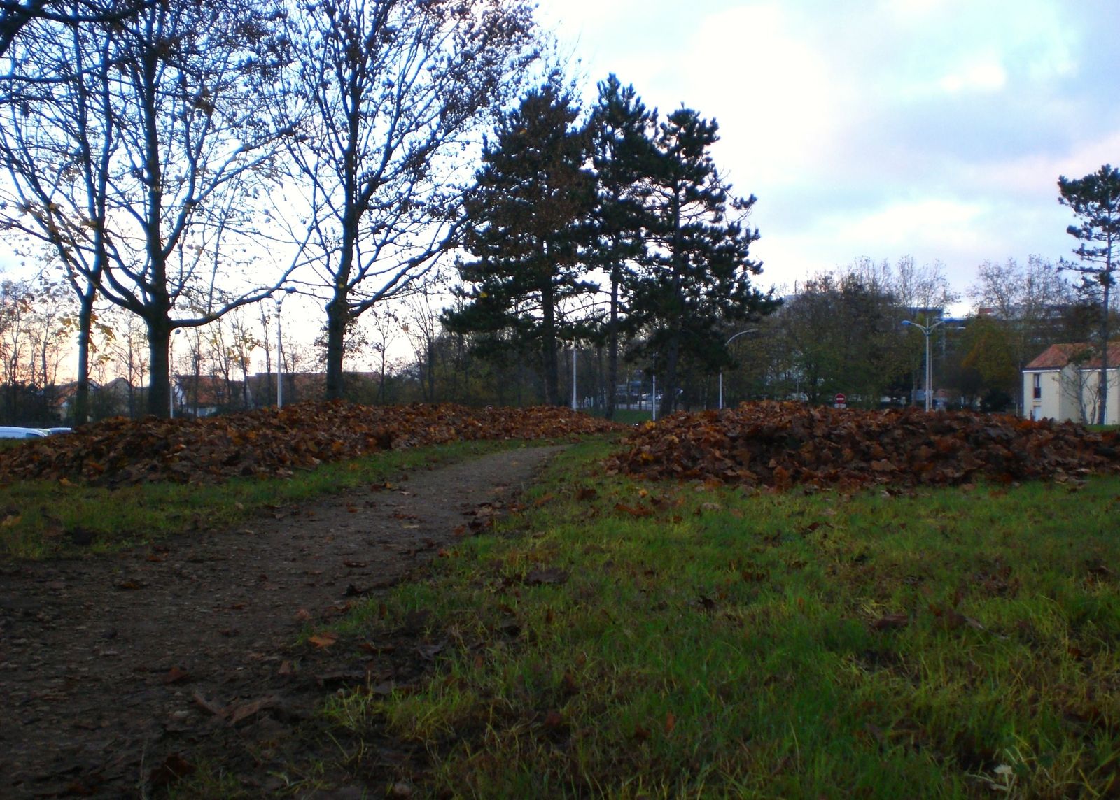 feuilles-d-automne-a-terre.JPG