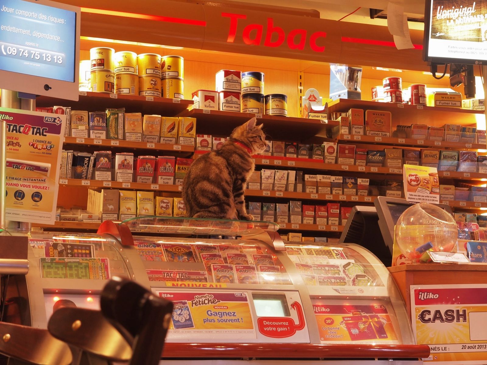 Chat-sut-comptoir-bar-fromentine.JPG