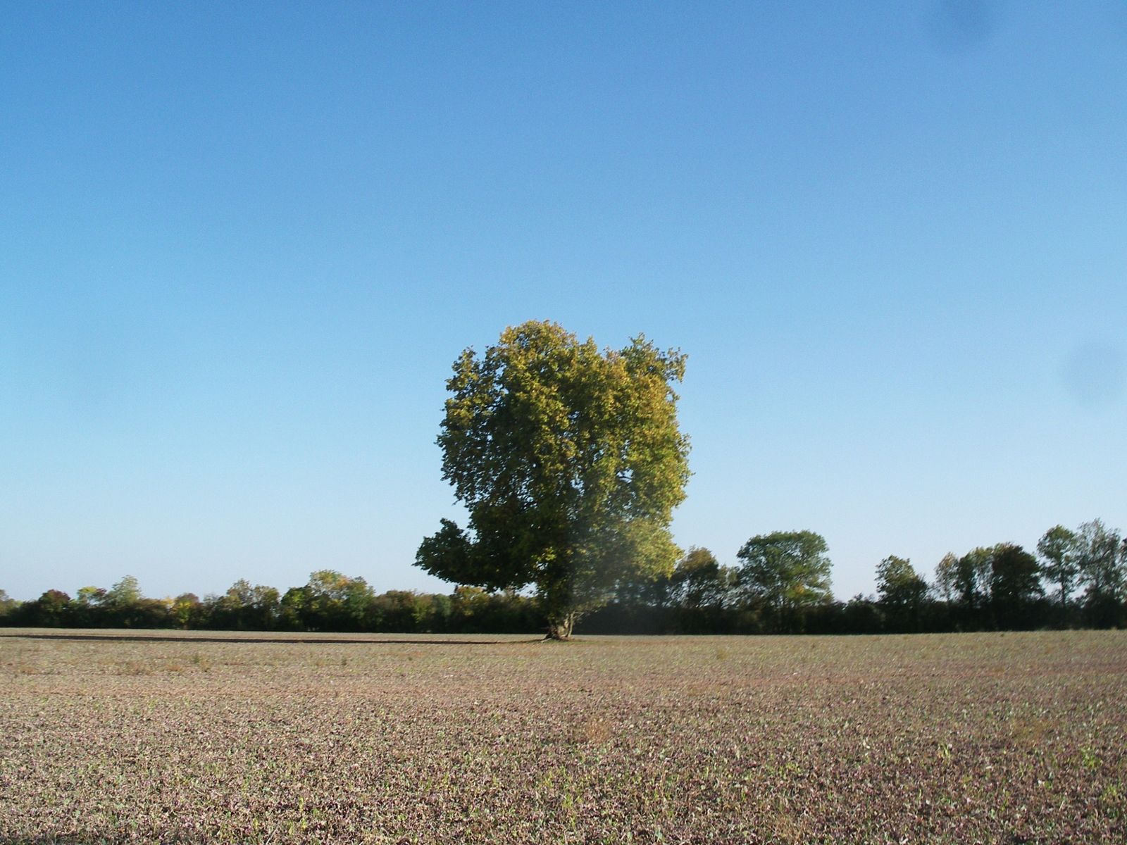 Arbre-au-milieu-d-un-champ.JPG