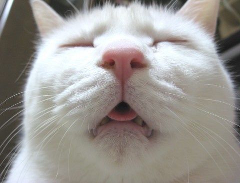 contest.pets.yahoo.co.jpeg