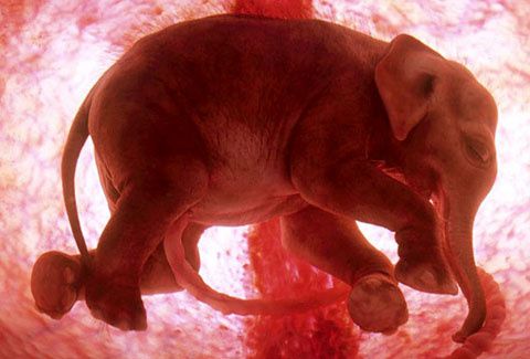 p-3-Extraorinary-animals-in-the-womb-National-geographic.jpeg