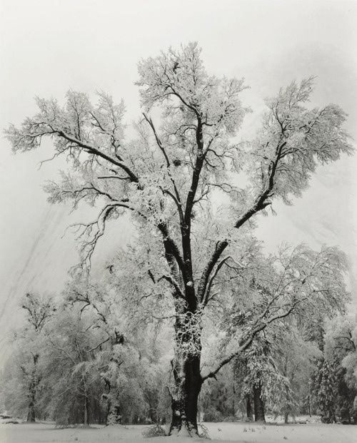 Oak-Tree--Snowstorm.-Yosemite-National-Park--1948-by-Ansel.jpeg