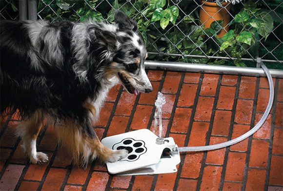 12Doggie-Fountain.jpeg