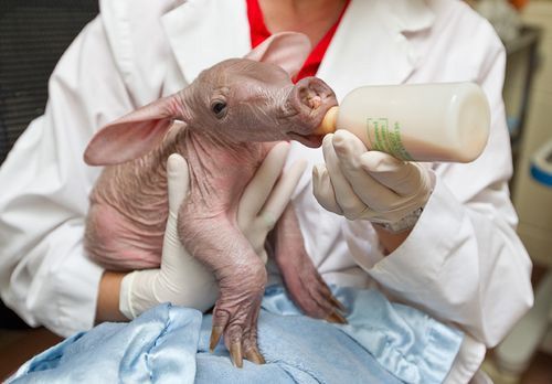 Baby-Aardvark_2.jpeg