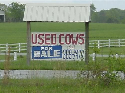 for-saleUsed-Cows-For-Sale.jpeg