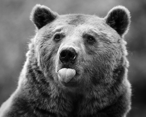bear-8.jpeg