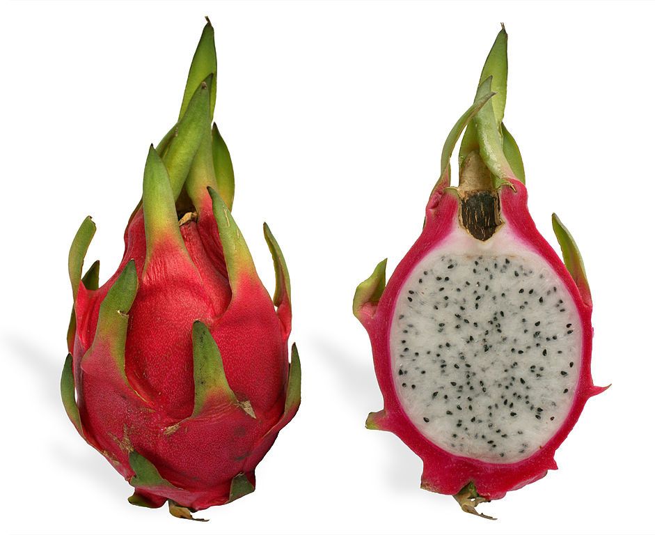 941px-Pitaya cross section ed2