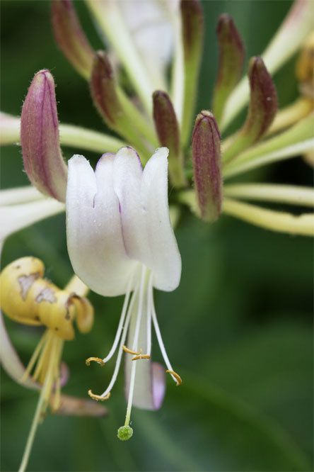 Macromania florale