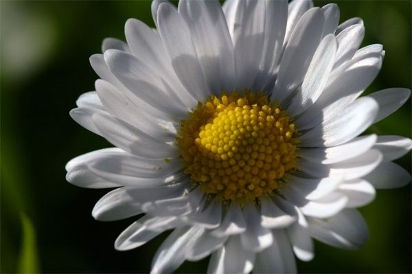 Bellis perennis
