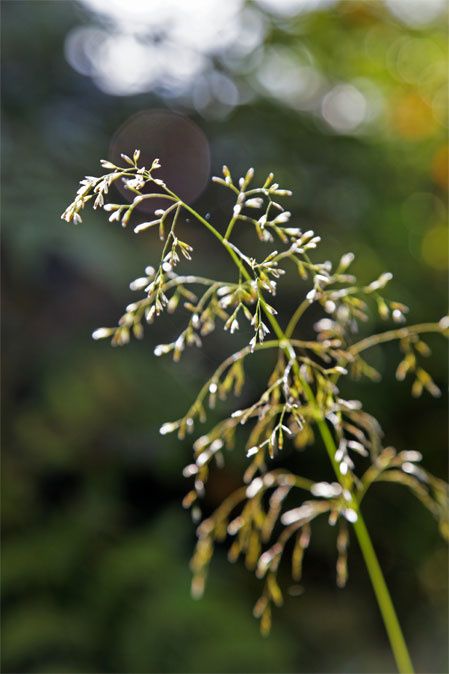 Deschampsia cespitosa