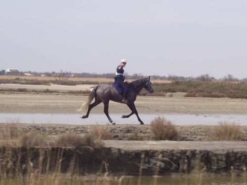 Lahouar-Stes-Maries-06-Trot-copie-1.JPG