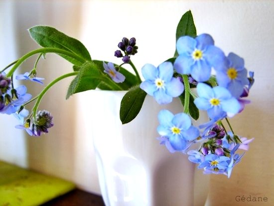 myosotis1.JPG