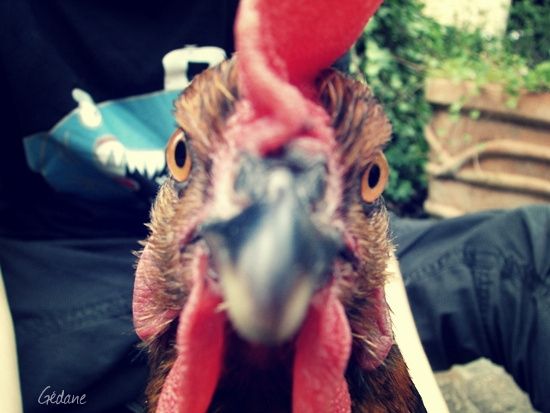 poule.jpg