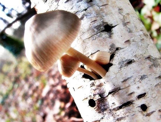 champignon.JPG