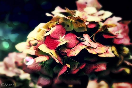 fleur.jpg