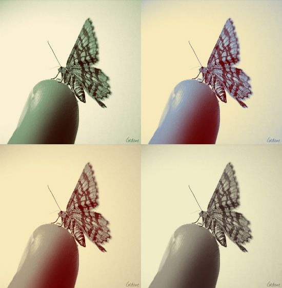 papillons.jpg