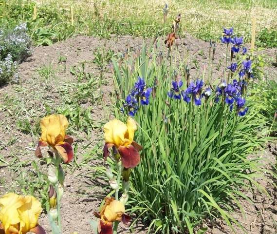 iris-jaune-brune.jpg