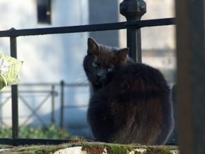 cimeti--re-montmartre-26-janvier-115.JPG