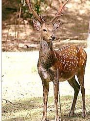 cerf-sika-japon.jpg