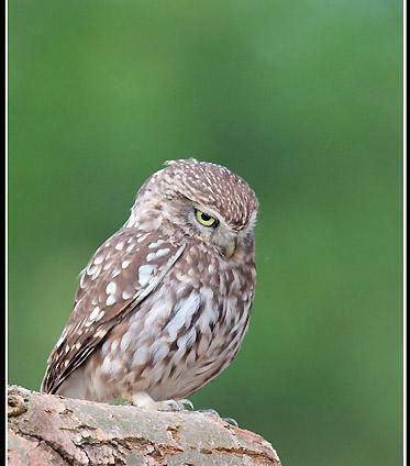 chouette-cheveche-Denis-simonin.jpg