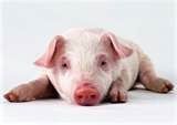 cochonnet.jpg