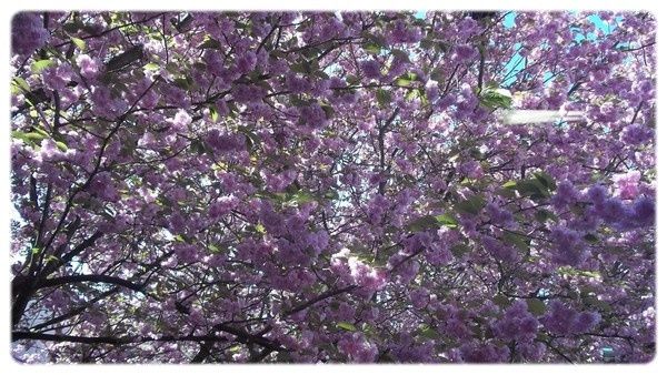 Printemps 005
