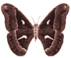 image468.gif