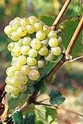 Chenin