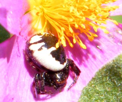 Arachnides/chrono2085_1