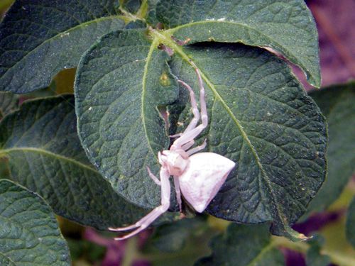 Arachnides/chrono2182_1